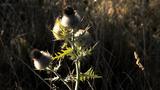 miniature-IMG_7803.jpg