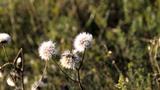 miniature-IMG_7815.jpg