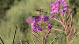 miniature-IMG_7818.jpg