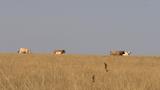 miniature-IMG_7874.jpg