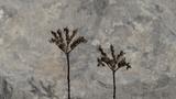 miniature-IMG_7904.jpg