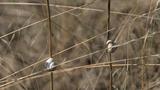 miniature-IMG_7956.jpg