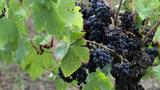 miniature-IMG_7989.jpg