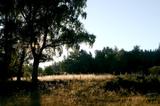 miniature-n_IMG_2993.jpg
