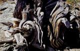miniature-Tad273img020.jpg