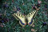 miniature-Tad284img031.jpg