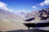 miniature-0219.jpg