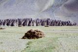 miniature-0276.jpg