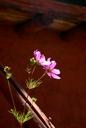 miniature-116_1614-.jpg