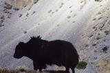 miniature-cd01-img037-.jpg
