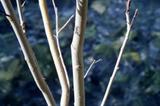 miniature-cd03-img002-.jpg