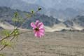 Ladakh, Monast�re de Tikse