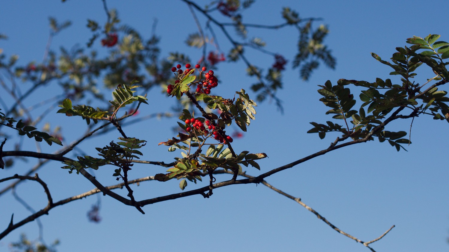 P9090260.jpg