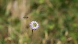 miniature-P9080252.jpg