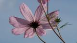 Cosmos au mois d'octobre