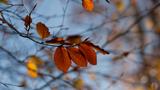 Automne à Louveciennes