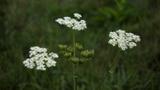 miniature-P8151681.jpg