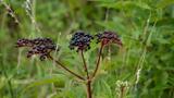 miniature-P8151682.jpg