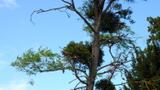 miniature-P8151686.jpg