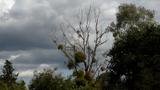miniature-P8151691.jpg