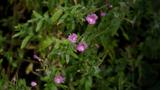 miniature-P8151703.jpg