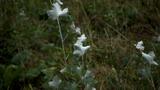 miniature-P8151710.jpg