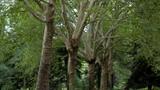 miniature-P8151732.jpg